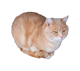 Red peach frozen cat sits with its paws tucked in, curled up - color photo, isolate for design