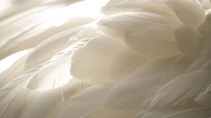 Obraz premium Close-up of Delicate White Feathers with Light Shining Through