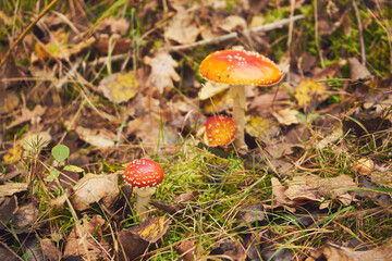 Muchomor czerwony, Amanita muscaria (L.)