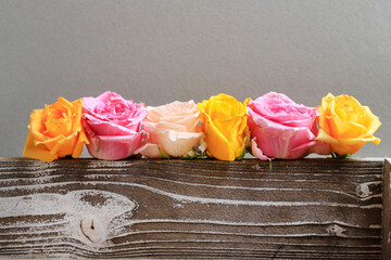 Beautiful roses on wooden board, copy space.