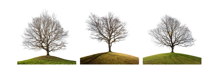 Three isolated trees with bare branches stand atop grassy mounds against a white background.