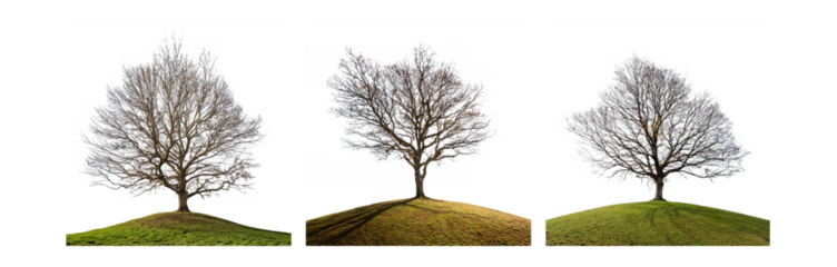 Three isolated trees with bare branches stand atop grassy mounds against a white background.