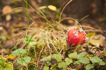Muchomor czerwony, Amanita muscaria (L.)