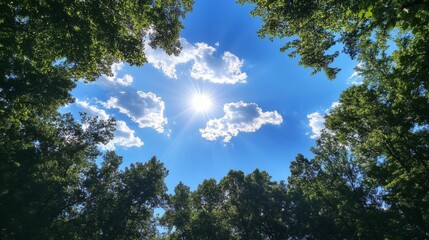 Obraz premium Sunlight Shining Through a Canopy of Green Trees