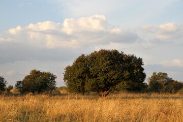 Fototapeta premium Sweet Thorn, Soetdoring, Known for many years as “Acacia karroo”, this indigenous thorn tree is widely spread throughout South Africa; growing in both the summer and winter rainfall . 