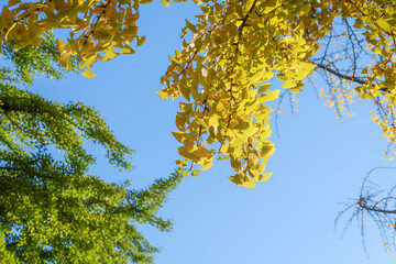 Ginkgo leave. Yellow ginkgo leave in autumn with blue sky