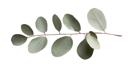 Fresh eucalyptus sprig, cut out on transparent background © MdMezbahul