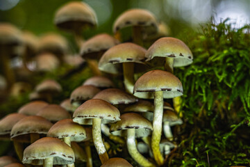 In einem ruhigen Wald ragt eine Gruppe leuchtender Herbstpilze aus dem moosigen Boden. Goldene Blätter bedecken den Waldboden und schaffen eine malerische Szene natürlicher Schönheit und Ruhe.