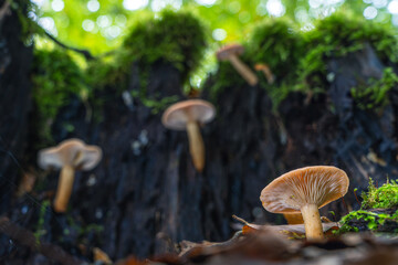 In einem ruhigen Wald ragt eine Gruppe leuchtender Herbstpilze aus dem moosigen Boden. Goldene Blätter bedecken den Waldboden und schaffen eine malerische Szene natürlicher Schönheit und Ruhe.