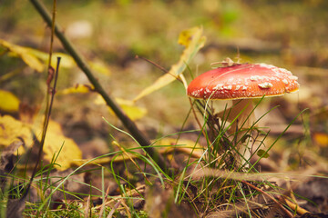Muchomor czerwony, Amanita muscaria (L.)