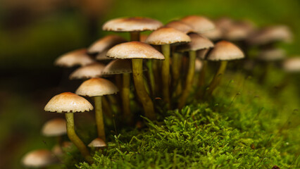 In einem ruhigen Wald ragt eine Gruppe leuchtender Herbstpilze aus dem moosigen Boden. Goldene Blätter bedecken den Waldboden und schaffen eine malerische Szene natürlicher Schönheit und Ruhe.