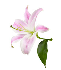 Pink lily flower and green leaf isolated on white or transparent background