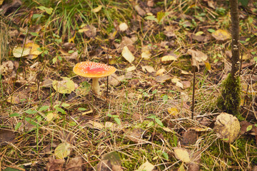 Muchomor czerwony, Amanita muscaria (L.)