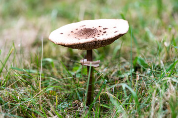 Macrolepiota procera growing in a meadow in autumn season, edible mushroom.