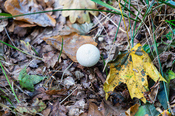 Lycoperdon marginatum growing in a meadow in the autumn season, an inedible mushroom.
