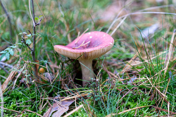 Russula amethystina growing in a meadow in autumn season, edible mushroom.