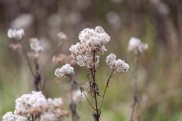 Dried wild flowers in the meadow in autumn.