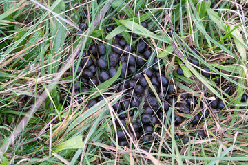 Deer poop in the grass in the meadow.