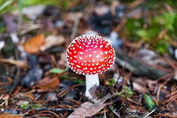 Amanita parcivolvata growing in a meadow in the autumn season, an inedible mushroom.