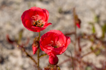 light red flowering form of Drosera cistiflora east of Darling in the Western Cape of South Africa