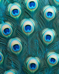 Peacock Feathers Background: Close-Up of Vibrant Green and Blue Peacock Feather Pattern Texture Wallpaper