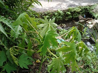 new papaya tree in the wild