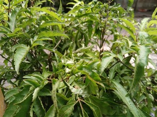 green leaves in the wild