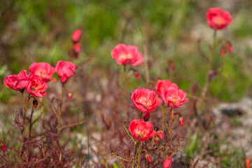 light red flowering form of Drosera cistiflora east of Darling in the Western Cape of South Africa