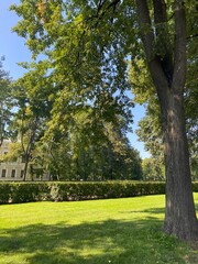 trees in the park