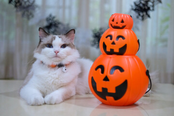 Cute Ragdoll cat with pumpkin, Halloween decoration