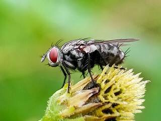 Close up of insect called sarcophagia canaria. It is sitting on a green leaf.A macro shot of a fly sitting on a green leaf.