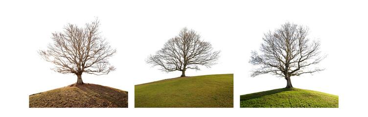 Obraz premium A lone, bare-branched tree stands atop a rolling hill, its silhouette changing with the seasons.
