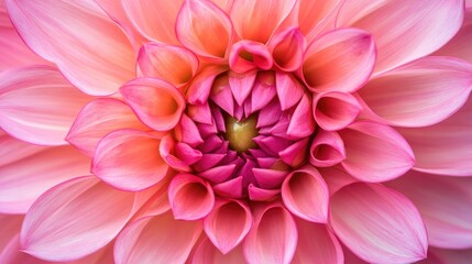 Close-Up of Pink Dahlia Flower