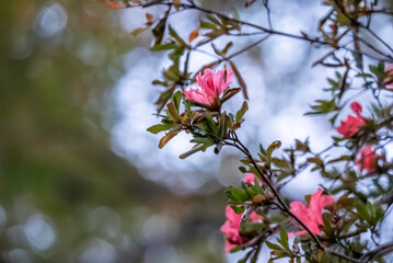 ツツジの花