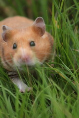 ginger hamster in the grass