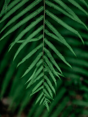 a close up of a fern leaf with a green background