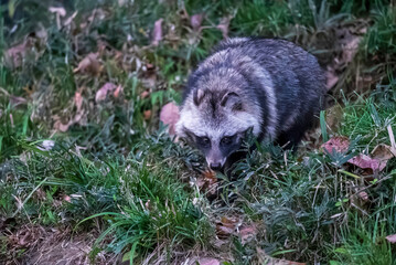 見つめるホンドタヌキ