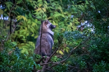 遠くを見つめるホンドタヌキ
