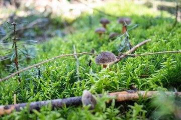 Rotfußröhrlinge im Wald, Pilze sammeln, Herbst im Wald, essbare Pilze