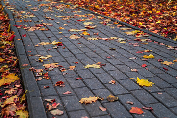 Texture autumn maple leaves. Yellow and red leaves on the paving stones. Fall foliage abstract...