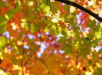 Beautiful multicolored autumn maple leaves under bright sunlight