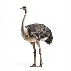 Selbstklebende Fototapeten ostrich isolated on white background © Istri