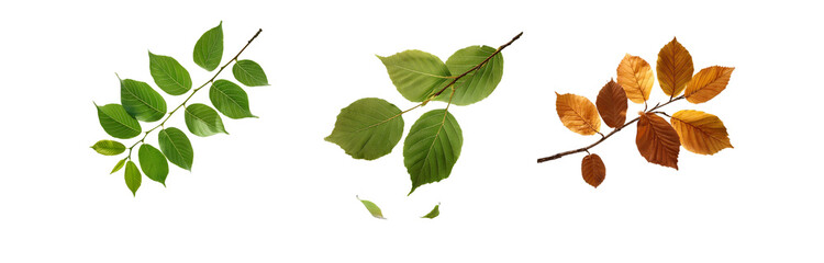 Three isolated branches of leaves, one green, one yellow, and one brown.