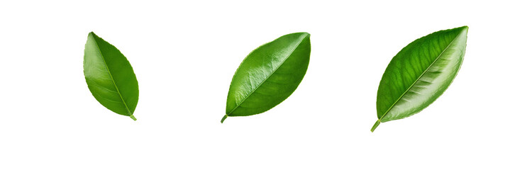 Obraz premium Three isolated green leaves with white background.