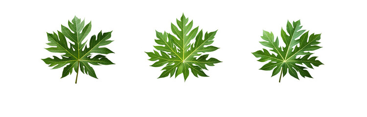 Obraz premium Three green papaya leaves are isolated against a white background.