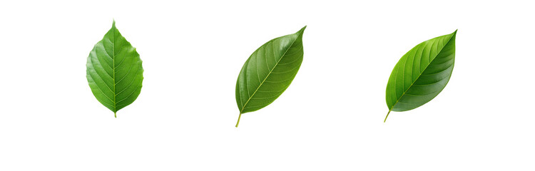 Fototapeta premium Three isolated green leaves with visible veins on white background.