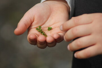 A child holding flower leaves in their small hands