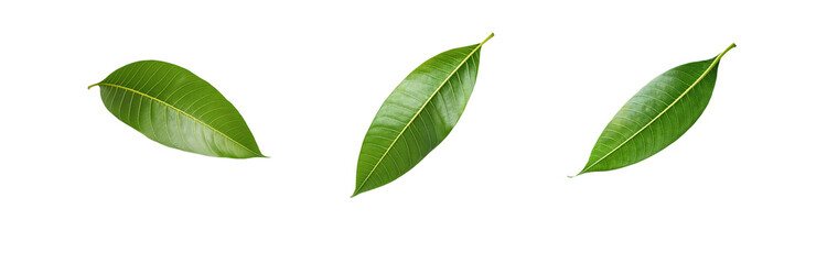 Obraz premium Three green leaves isolated on a white background.