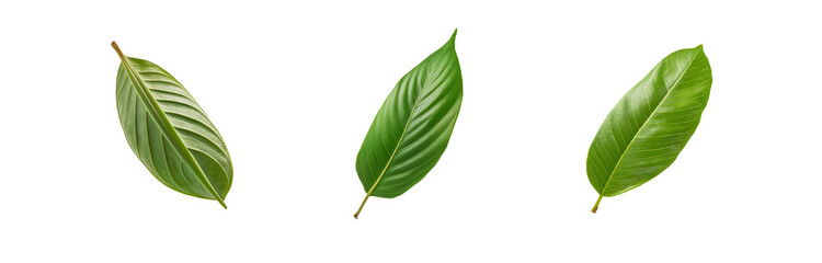 Obraz premium Three green leaves, isolated on a white background.