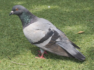 鳩の後ろ姿 ドバト domestic pigeon in Park, back